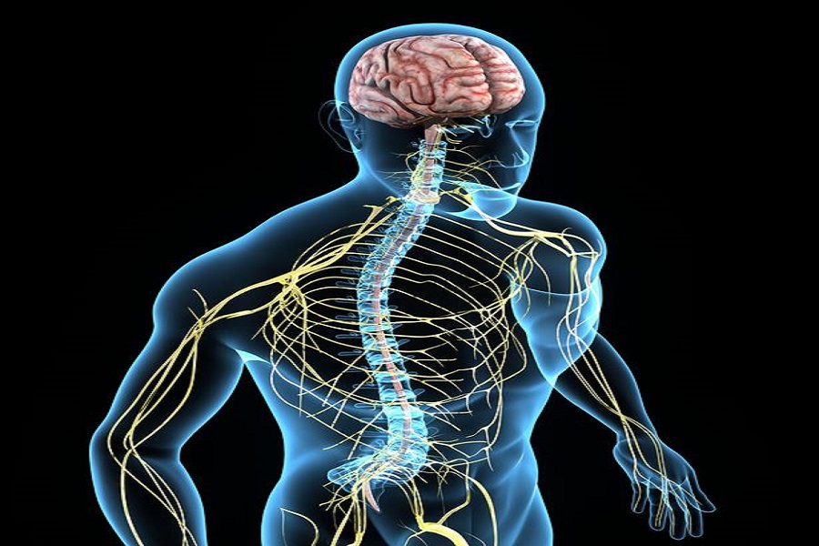 دراسة كورونا يهدد الجهاز العصبي للجسم بأكمله